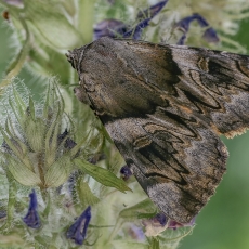 Geltonsparnė peteliškė - Catocala fulminea | Fotografas Gintautas Steiblys