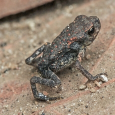 Azijinė rupūžė - Duttaphrynus melanostictus, juv. | Fotografas Gintautas Steiblys