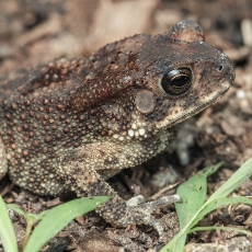 Azijinė rupūžė - Duttaphrynus melanostictus | Fotografas Gintautas Steiblys