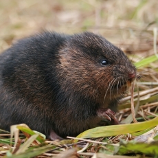Vandeninis pelėnas - Arvicola amphibius | Fotografas Gintautas Steiblys