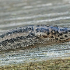 Didysis šliužas - Limax maximus | Fotografas Gintautas Steiblys