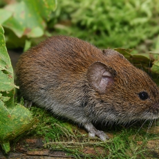 Rudasis pelėnas - Clethrionomys glareolus | Fotografas Gintautas Steiblys