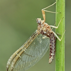 Lašalas - Cloeon dipterum | Fotografas Gintautas Steiblys