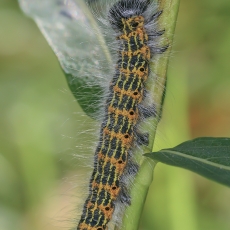 Tošinis kuoduotis - Phalera bucephala, vikšras | Fotografas Gintautas Steiblys