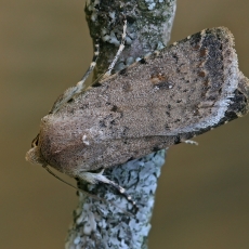 Naminis dykrinukas - Caradrina clavipalpis | Fotografas Gintautas Steiblys