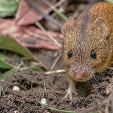 Dirvinė pelė - Apodemus agrarius | Fotografas Gintautas Steiblys