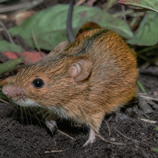 Dirvinė pelė - Apodemus agrarius | Fotografas Gintautas Steiblys