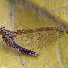 Lašalas - Cloeon dipterum | Fotografas Gintautas Steiblys