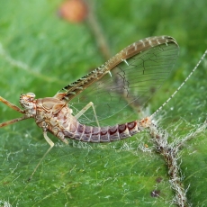 Lašalas - Cloeon dipterum | Fotografas Gintautas Steiblys