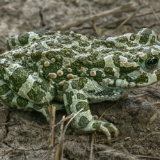Žalioji rupūžė - Bufotes viridis | Fotografas Gintautas Steiblys