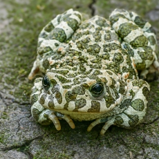 Žalioji rupūžė - Bufotes viridis | Fotografas Gintautas Steiblys