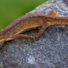 Paprastasis tritonas - Lissotriton vulgaris | Fotografas Gintautas Steiblys