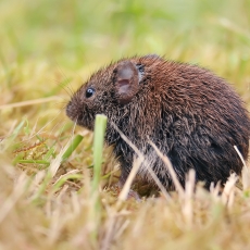 Rudasis pelėnas - Clethrionomys glareolus | Fotografas Gintautas Steiblys