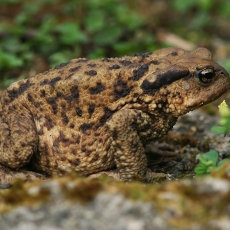 Kaukazinė rupūžė - Bufo verrucosissimus | Fotografas Gintautas Steiblys