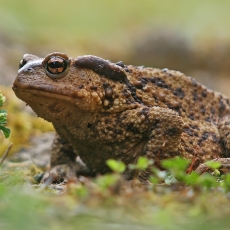Kaukazinė rupūžė - Bufo verrucosissimus | Fotografas Gintautas Steiblys