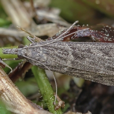 Eudonija - Eudonia angustea | Fotografas Gintautas Steiblys