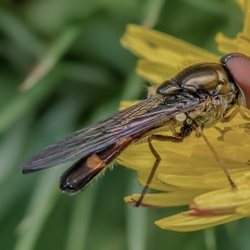 Žiedmusė - Melanostoma incompletum | Fotografas Gintautas Steiblys