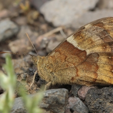 Kanarinis margasis satyras - Pararge xiphioides | Fotografas Gintautas Steiblys