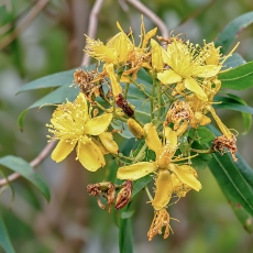 Kanarinė jonažolė - Hypericum canariense | Fotografas Gintautas Steiblys