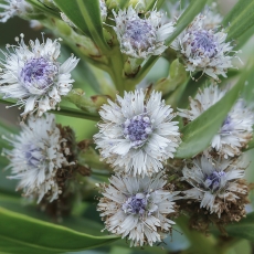 Gluosnialapis krekesas - Globularia salicina | Fotografas Gintautas Steiblys