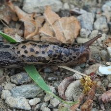 Didysis šliužas - Limax maximus | Fotografas Gintautas Steiblys