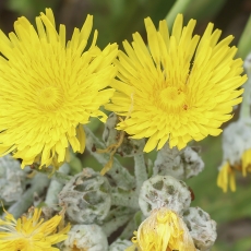 Pienė - Sonchus acaulis | Fotografas Gintautas Steiblys