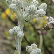 Pienė - Sonchus acaulis | Fotografas Gintautas Steiblys