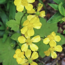 Kanarinis vėdrynas - Ranunculus cortusifolius | Fotografas Gintautas Steiblys