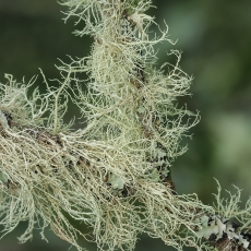 Gauruotoji kedenė - Usnea hirta | Fotografas Gintautas Steiblys