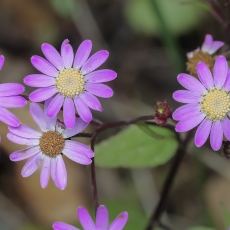 Perikalis - Pericallis echinata | Fotografas Gintautas Steiblys