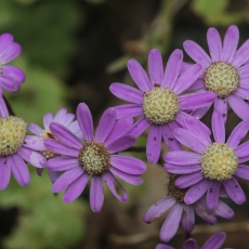 Perikalis - Pericallis echinata | Fotografas Gintautas Steiblys