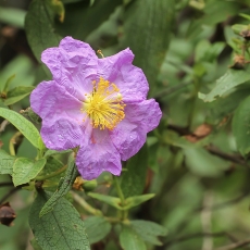 Taukėlapinis švitrūnas - Cistus symphytifolius | Fotografas Gintautas Steiblys