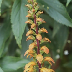 Kanarinė rusmenė - Digitalis canariensis | Fotografas Gintautas Steiblys