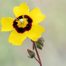 Tuberaria guttata | Fotografas Gintautas Steiblys