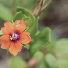 Raudonžiedis progailis - Lysimachia arvensis | Fotografas Gintautas Steiblys
