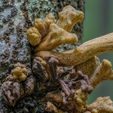Laurobasidium lauri | Fotografas Gintautas Steiblys