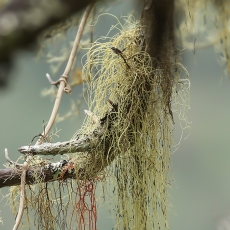 Rausvoji kedenė - Usnea rubicunda | Fotografas Gintautas Steiblys