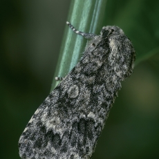 Tamsiapilkis strėlinukas - Acronicta megacephala | Fotografas Gintautas Steiblys