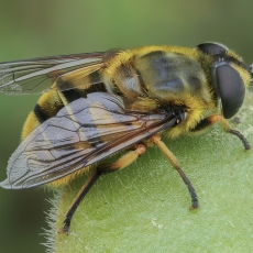 Žiedmusė - Myathropa florea | Fotografas Gintautas Steiblys
