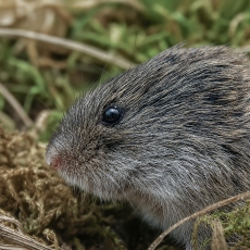 Paprastasis pelėnas - Microtus arvalis | Fotografas Gintautas Steiblys