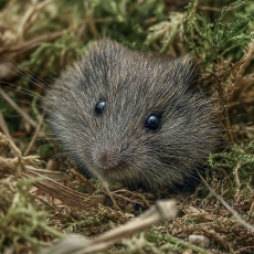 Paprastasis pelėnas - Microtus arvalis| Fotografas Gintautas Steiblys