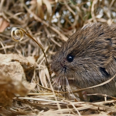 Paprastasis pelėnas - Microtus arvalis | Fotografas Gintautas Steiblys