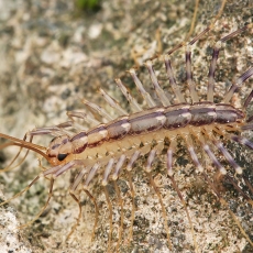 Naminis šimtakojis - Scutigera coleoptrata | Fotografas Gintautas Steiblys