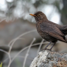 Juodasis strazdas - Turdus merula | Fotografas Gintautas Steiblys