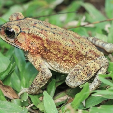 Azijinė rupūžė - Duttaphrynus melanostictus | Fotografas Gintautas Steiblys