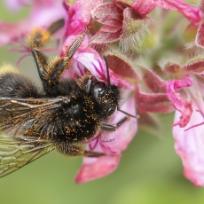 Kanarinė kamanė - Bombus canariensis | Fotografas Gintautas Steiblys
