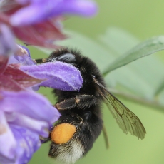 Kanarinė kamanė - Bombus canariensis | Fotografas Gintautas Steiblys