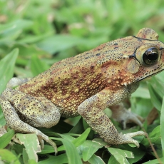 Azijinė rupūžė - Duttaphrynus melanostictus | Fotografas Gintautas Steiblys