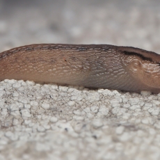 Šiltnaminis šliaužlys - Ambigolimax valentianus | Fotografas Gintautas Steiblys