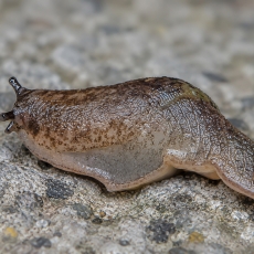 Skaidrenė - Insulivitrina lamarckii | Fotografas Gintautas Steiblys